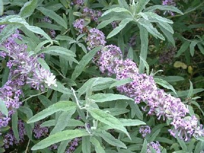 Fountain Butterfly Bush