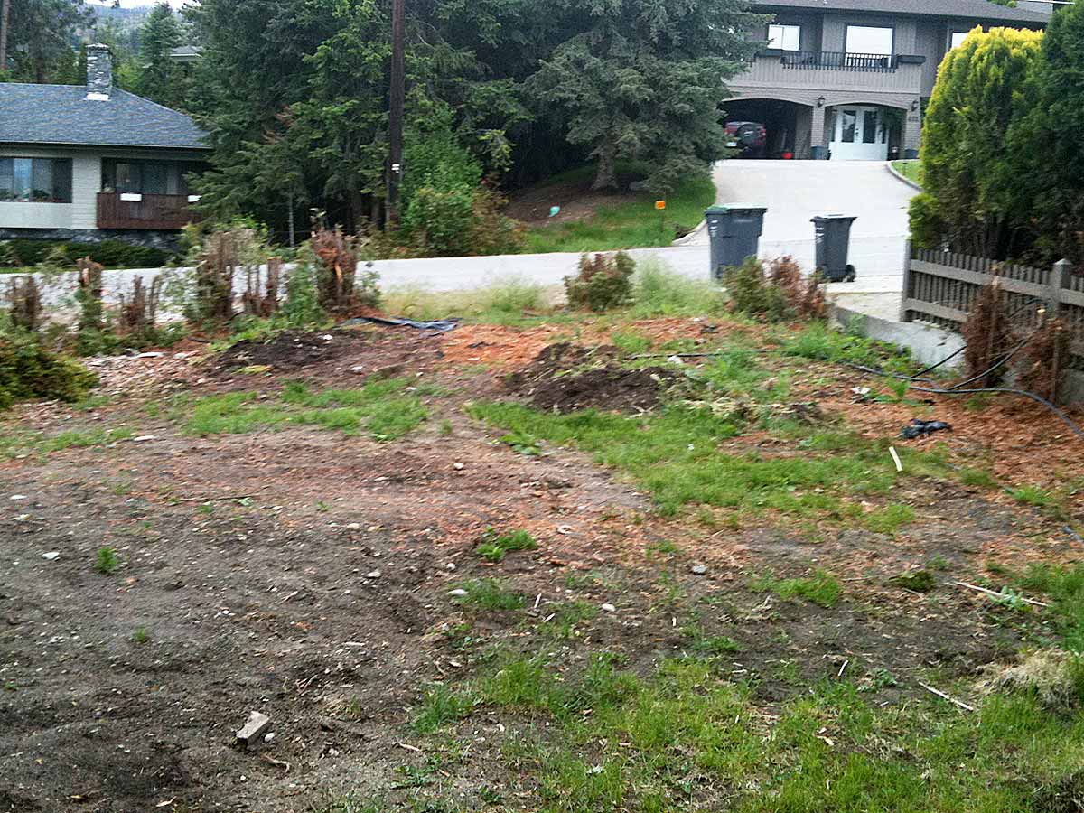 Achenbach lawn and cedars being removed