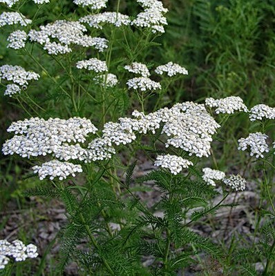 Common Yarrow