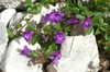 Alpine calamint