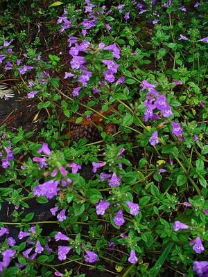 Alpine calamint