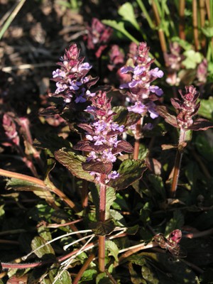 Bugleweed