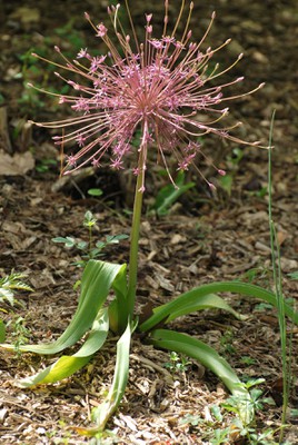 Tumbleweed onion