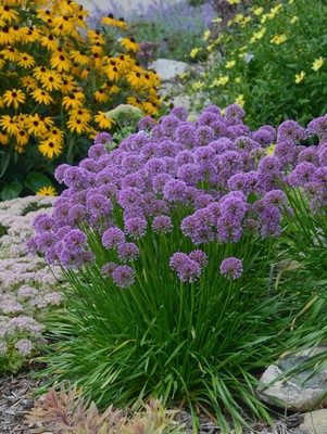 Millenium Ornamental Onion