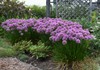 Millenium Ornamental Onion