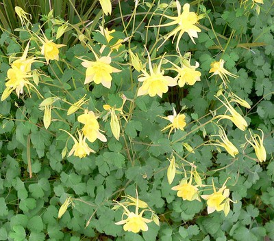 Denver Gold Columbine