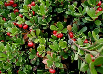 Kinnikinnick, Bearberry