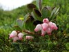 Kinnikinnick, Bearberry