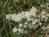 Tufted White Prairie Aster