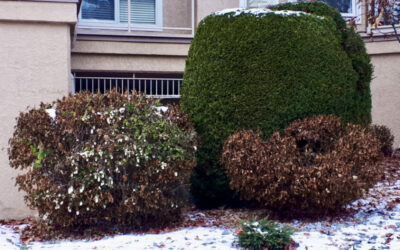 Prune Shrubs Properly