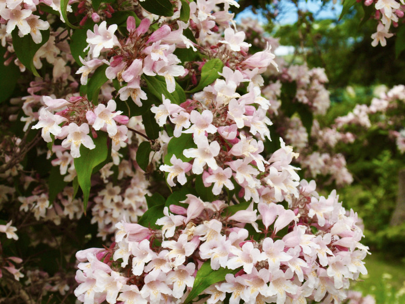 OXA Fall Plant Sale- Beauty Bush