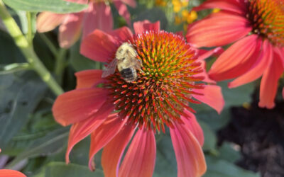 Help our Pollinators