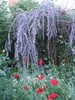 Fountain Butterfly Bush