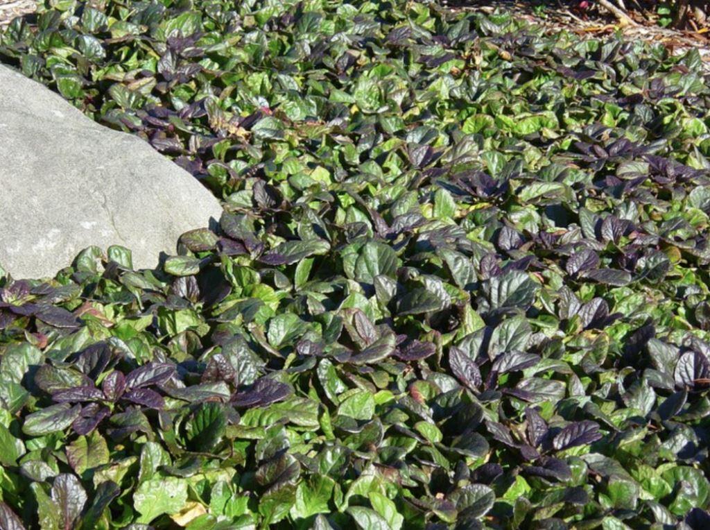 Ajuga reptans