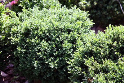 Green Gem Boxwood