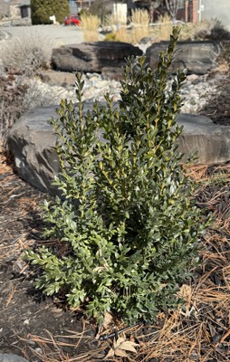 Green Mountain Boxwood