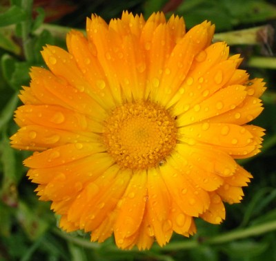 Calendula, Pot Marigold