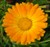 Calendula, Pot Marigold thumbnail