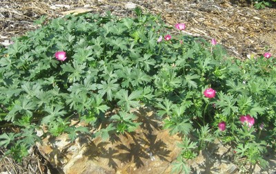 Poppy Mallow