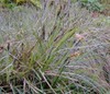 Blue Sedge