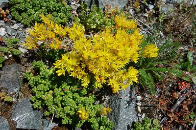 Spreading stonecrop