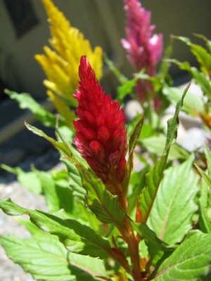 Celosia