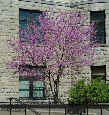 Eastern Redbud