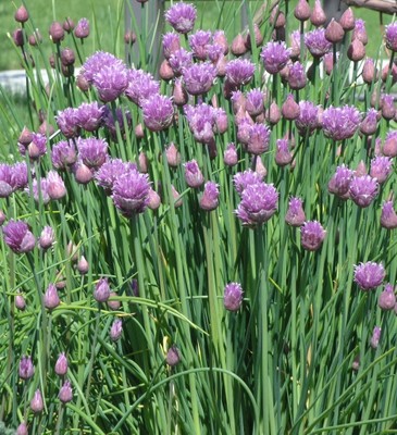 Chives