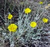 Desert Marigold