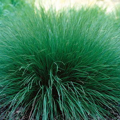 Prairie Dropseed