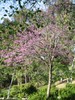 Western Redbud