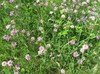 Crown Vetch