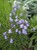 Scottish Bluebell thumbnail