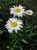 Shasta Daisy thumbnail