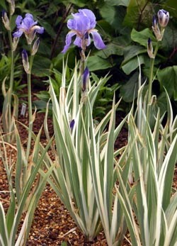 Silver Variegated Iris