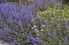 Walker's Low Catmint