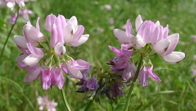 Crown Vetch