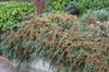 Rock Cotoneaster