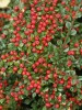 Rock Cotoneaster