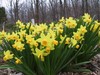 Daffodil, Narcissus