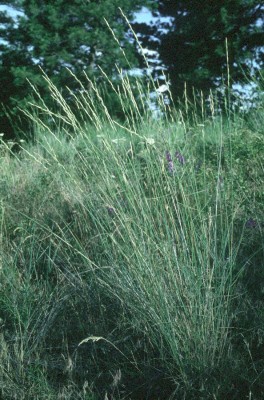 Bluebunch Wheatgrass