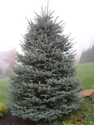 Colorado Blue Spruce