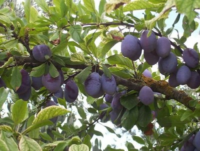 Italian Plum