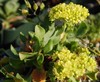 Wild Buckwheat