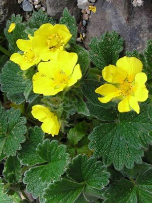 Wooly Cinquefoil