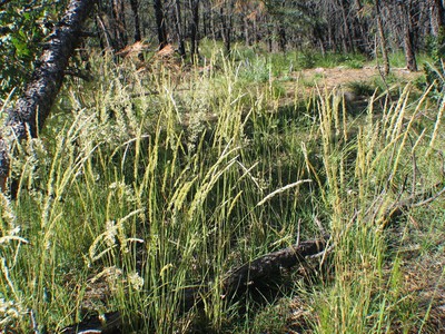 Junegrass