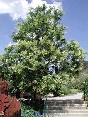 Japanese Pagoda Tree