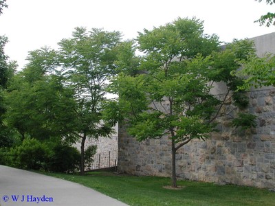 Kentucky Coffee Tree