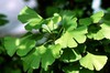 Maidenhair Tree