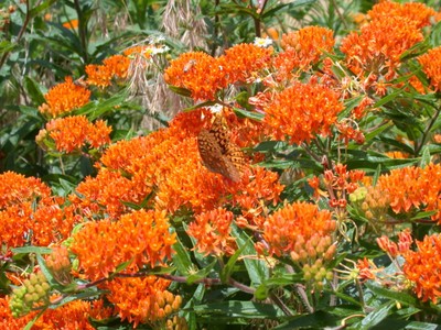 Butterfly Weed